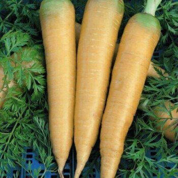 Solar Yellow Carrot Seeds 1387