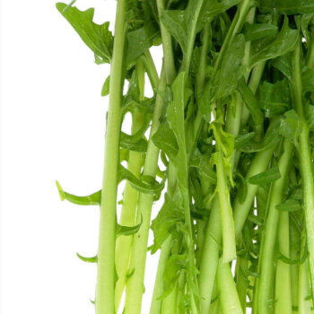 Cicoria Catalogna Chicory Seeds 1480