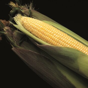 Bodacious Sweet Corn Hybrid Seeds ('SE' Yellow Type) 1535