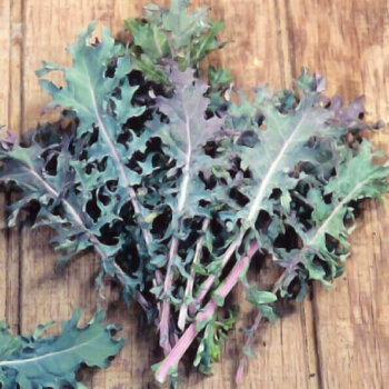 Red Organic Kale Seeds 4087