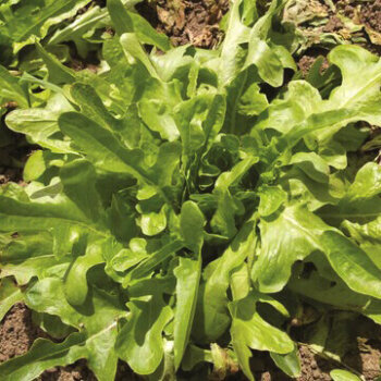 Oakleaf Lettuce Seeds (Leaf Type) 1725