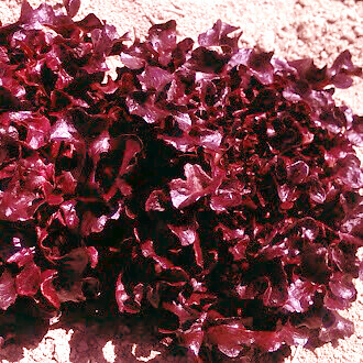 Outrageous Red Salad Bowl Lettuce Seeds (Leaf Type) 1741