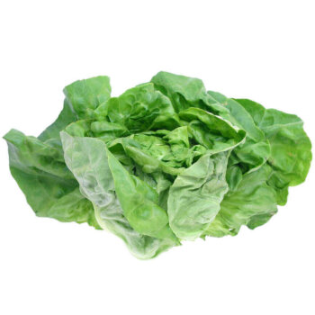 Bibb Lettuce Seeds (Butterhead Type) 1745