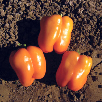 Orange Sun Pepper Seeds (Bell Type) 1900