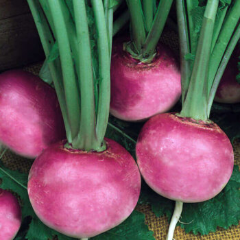 Purple Plum Radish Seeds (Summer Type) 2105
