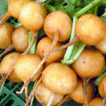 Zlata Radish Seeds 2123