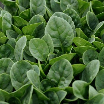 Countryside Spinach Seeds 2197