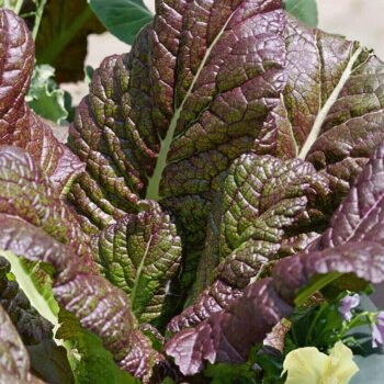 Osaka Purple Mustard Greens Seeds (Aimers International) 2850