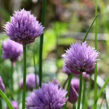 Organic Chive Seeds 4050