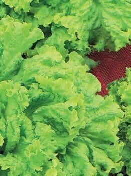Black Seeded Simpson Organic Lettuce Seeds 4090