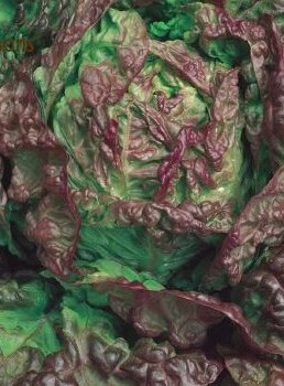 Marveille Four Seasons Organic Lettuce Seeds 4100