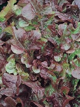 Red Salad Bowl Organic Lettuce Seeds 4105