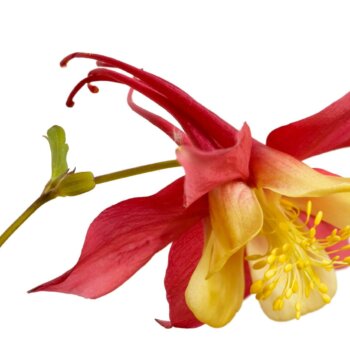 McKana Giants Columbine Seeds 6415