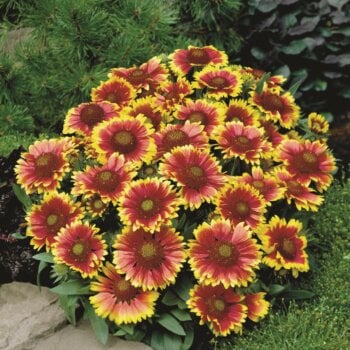 Grandiflora Seeds (Blanket Flower) 6470
