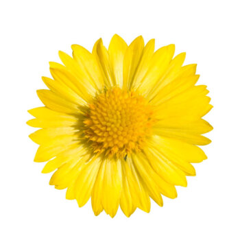 Mesa Yellow Hybrid Gaillardia Seeds 6480