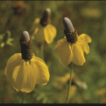 Dwarf Yellow Prairie Coneflower Seeds 6910