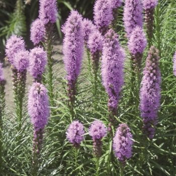 Blazing Star Seeds 6960