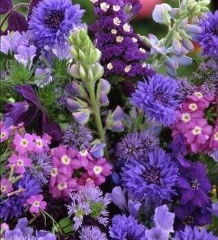Blue Splendor Flower Mixture Seeds 5026