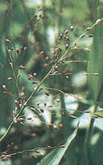 Tioga Deer Tongue Grass Seeds 8015