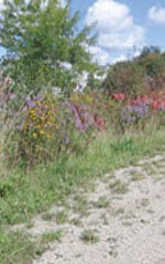 Rural Ontario Roadside Native Seed Mixture 8145
