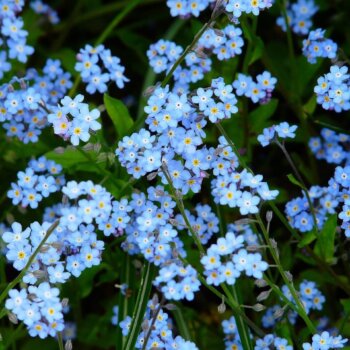 Alpestris Blue Forget-Me-Not Seeds (Alpine Type) 6460