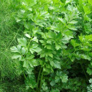 Amsterdam Leaf Celery Seeds (Aimers International) 2785