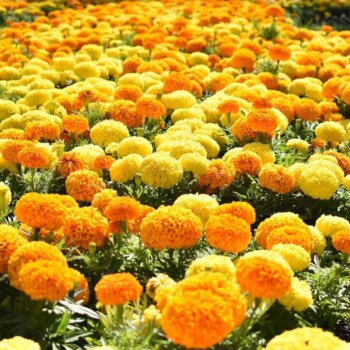 Antigua Mixed Hybrid Marigold Seeds 5635