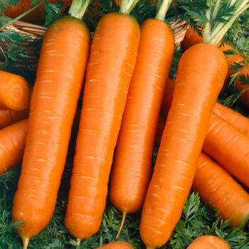 Baby Finger Carrot Seeds 1355