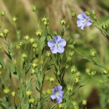 Blue Flax Seeds 6925