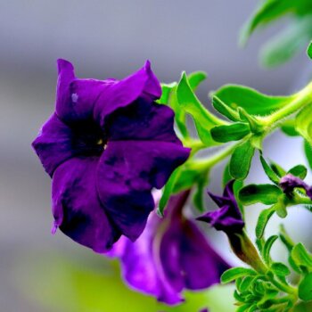 Blue Super Cascade Hybrid Petunia Seeds 5895