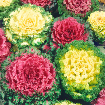 Bold Flowering Kale Seeds 5225