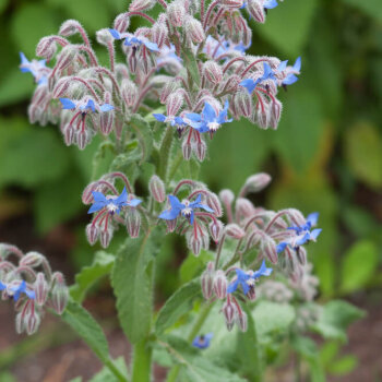 Borage Seeds 3010