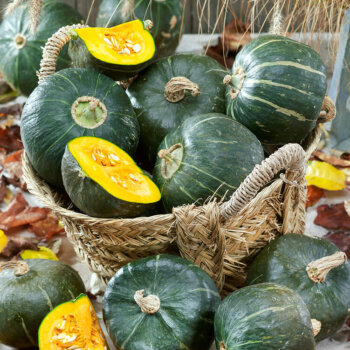 Burgess Buttercup Organic Squash Seeds 4180