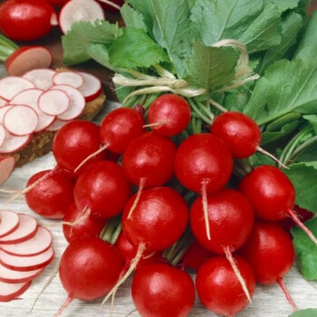 Cherry Belle Radish Seeds (Summer Type) 2085