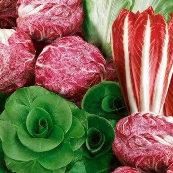 Culinary Blend Chicory Seeds (Aimers International) 2790