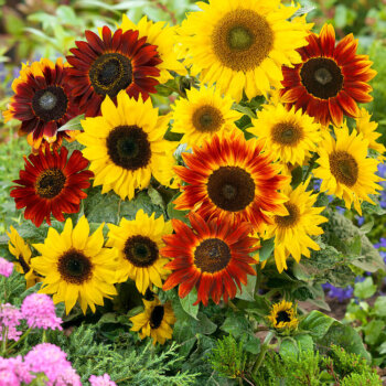 Standard Flowering Sunflowers