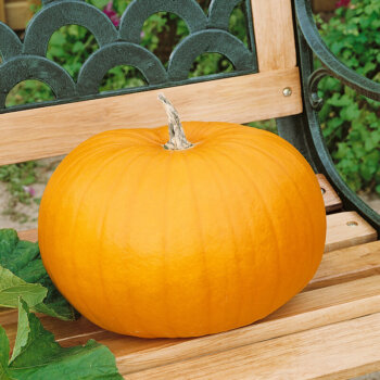 Connecticut Field Pumpkin Seeds (Processing Type) 2050