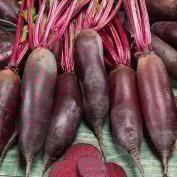 Cylindra Beet Seeds 1255