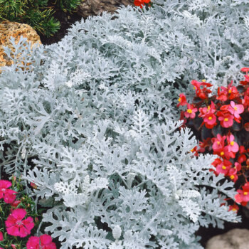 Dusty Miller Cineraria Seeds 5125
