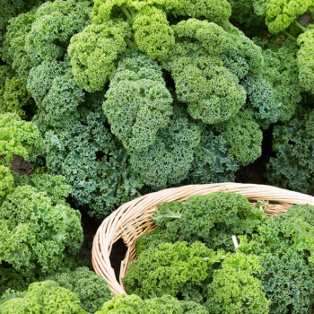 Dwarf Curled Scotch Kale Seeds 1700