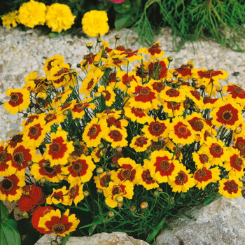 Dwarf Plains Coreopsis Seeds 6895