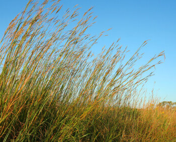 Early Succession Dry Prairie Meadow Native Seed Mixture 8115