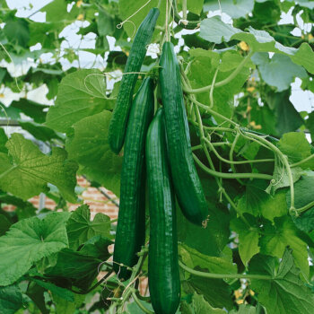 English Telegraph Cucumber Seeds 1655