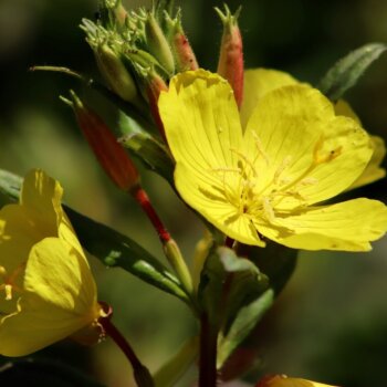 Evening Primrose Seeds 6915