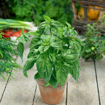 Genovese Organic Basil Seeds 4075