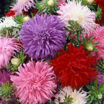 Giant Crego Mixed Aster Seeds 5030