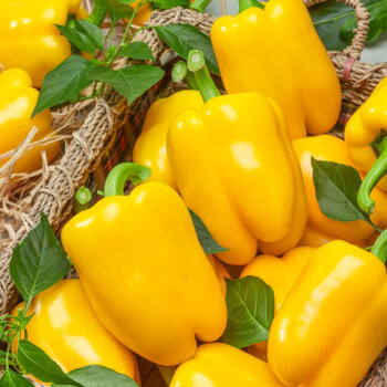 Golden Calwonder Pepper Seeds (Bell Type) 1950