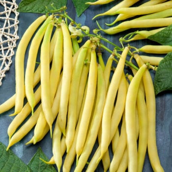 Golden Wax Yellow Bush Bean Seeds 1140