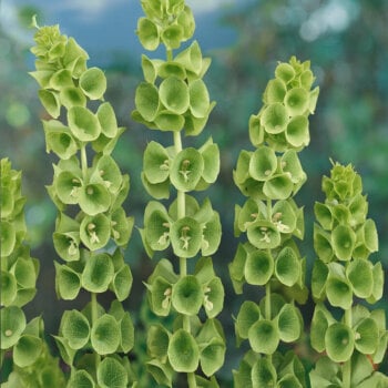 Green Bells of Ireland Seeds 5065