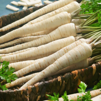 Hamburg Root Parsley Seeds 1870